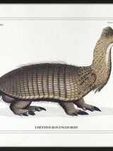 Chimère - gravure lithographie - l'hétatouron