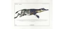 Chimère - gravure lithographie - le zèbrodile