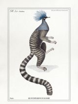 Chimère - gravure lithographie - le ouistigeon