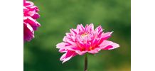 Photographie de fleurs dahlia rose fichier à télécharger.