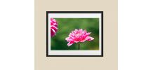 Photographie de fleurs dahlia rose fichier à télécharger.