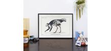 Chimère - gravure lithographie - le sajoutruche