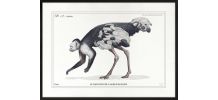 Chimère - gravure lithographie - le sajoutruche