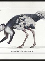 Chimère - gravure lithographie - le sajoutruche
