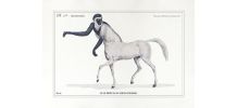 Chimère - gravure lithographie - le guéréval