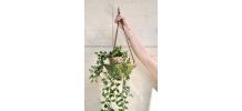 Suspension pour plantes