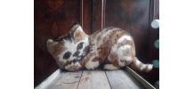 Coussin vintage (chat) - Edel Velour