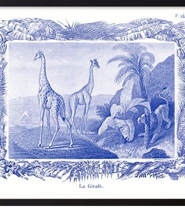  Lithographie gravure girafe animal - format A3