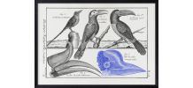  Lithographie gravure oiseaux vintage format A4