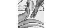  Lithographie gravure oiseaux vintage format A4