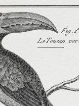  Lithographie gravure oiseaux vintage format A4