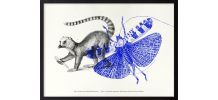 Gravure lithographie lémurien insectes animal