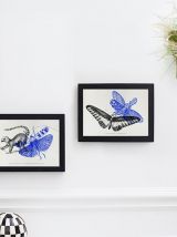Gravure lithographie papillon insecte