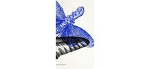 Gravure lithographie papillon insecte