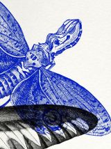 Gravure lithographie papillon insecte