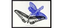 Gravure lithographie papillon insecte