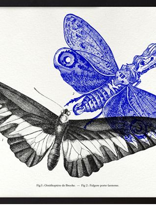 Gravure lithographie papillon insecte