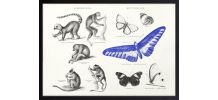Gravure lithographie lémurien papillon insecte
