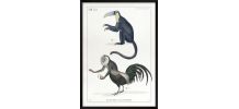 Chimère - gravure lithographie - le tapajou et le coqandérou