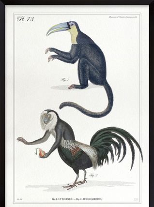 Chimère - gravure lithographie - le tapajou et le coqandérou