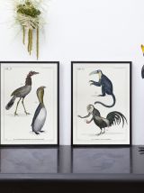 Chimère - gravure lithographie - le tapajou et le coqandérou