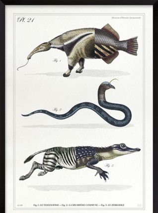 Chimère - gravure lithographie - animal