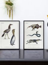 Chimère - gravure lithographie - animal