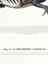 Chimère - gravure lithographie - animal