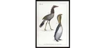 Chimère - gravure lithographie - le cariapocampe et le 