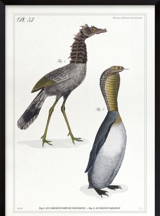 Chimère - gravure lithographie - le cariapocampe et le 