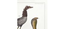 Chimère - gravure lithographie - le cariapocampe et le 