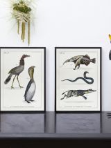 Chimère - gravure lithographie - le cariapocampe et le 