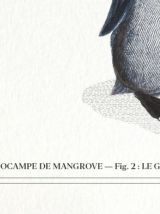 Chimère - gravure lithographie - le cariapocampe et le 