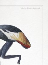Chimère - gravure lithographie - le mirilion et l'oitèle roy