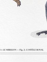 Chimère - gravure lithographie - le mirilion et l'oitèle roy