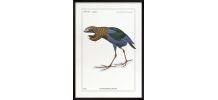 Chimère - gravure lithographie - le pangopoule