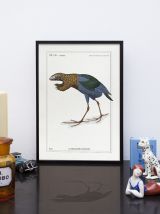 Chimère - gravure lithographie - le pangopoule