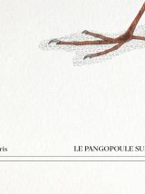 Chimère - gravure lithographie - le pangopoule
