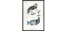 Chimère - gravure lithographie - le kamidouc et le parromich