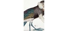 Chimère - gravure lithographie - le kamidouc et le parromich