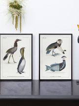 Chimère - gravure lithographie - le kamidouc et le parromich