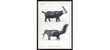 Chimère - gravure lithographie - le toucéros et le fourmipha