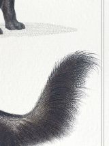Chimère - gravure lithographie - le toucéros et le fourmipha
