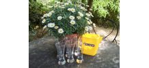  6  grands verres à pastis vintage et la carafe RICARD