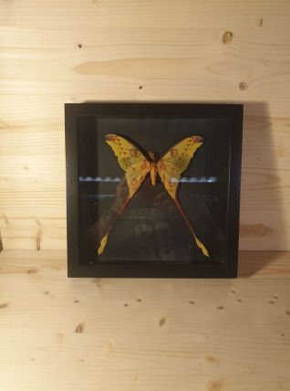 Papillon comète 