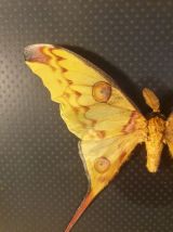 Papillon comète 