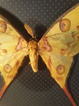 Papillon comète 