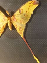 Papillon comète 