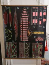 VINTAGE 40' - Affiche scolaire pédagogique- TISSU MUSCULAIRE
