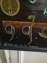 VINTAGE 60' - Affiche scolaire pédagogique- LE POIS